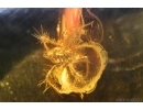 Nice Mite Acari. Fossil insect in Baltic amber #14737