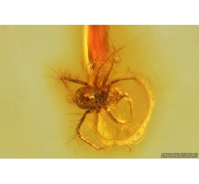 Nice Mite Acari. Fossil insect in Baltic amber #14737