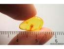 Nice Mite Acari. Fossil insect in Baltic amber #14737