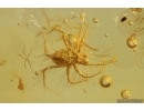 Nice Mite Acari. Fossil insect in Baltic amber #14738