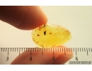 Nice Mite Acari. Fossil insect in Baltic amber #14738
