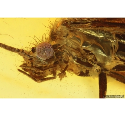 Nice Caddisfly Trichoptera with Mites Acari. Fossil inclusions Baltic amber #14739