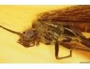 Nice Caddisfly Trichoptera with Mites Acari. Fossil inclusions Baltic amber #14739