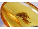 Nice Caddisfly Trichoptera with Mites Acari. Fossil inclusions Baltic amber #14739
