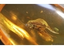 Nice Caddisfly Trichoptera with Mites Acari. Fossil inclusions Baltic amber #14739