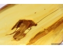 Nice Caddisfly Trichoptera with Mites Acari. Fossil inclusions Baltic amber #14739