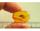 Nice Caddisfly Trichoptera with Mites Acari. Fossil inclusions Baltic amber #14739