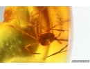 Harvestman Opiliones. Fossil inclusion in Baltic amber #14740