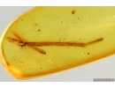 Nice Spider legs fragments. Fossil inclusions Baltic amber #14741