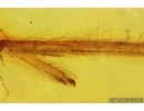 Nice Spider legs fragments. Fossil inclusions Baltic amber #14741