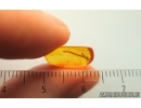 Nice Spider legs fragments. Fossil inclusions Baltic amber #14741