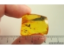 Spider Araneae and Long-legged fly Dolichopodidae. Fossil inclusions Baltic amber #14744