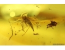 Spider and Gnat with Eggs. Fossil inclusions Baltic amber Stone #14745