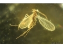 Dark-Winged fungus gnat Sciaridae. Fossil inclusion Baltic amber #14746