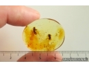 Two Long-legged flies Dolichopodidae. Fossil Inclusions Baltic amber #14747