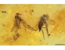 Long-legged flies, Spider, 2 Coccid larvae and Beetle. Fossil inclusions Baltic amber #14748