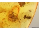 Long-legged flies, Spider, 2 Coccid larvae and Beetle. Fossil inclusions Baltic amber #14748