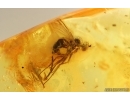 Long-legged flies, Spider, 2 Coccid larvae and Beetle. Fossil inclusions Baltic amber #14748