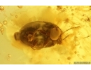 Long-legged flies, Spider, 2 Coccid larvae and Beetle. Fossil inclusions Baltic amber #14748