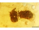 Long-legged flies, Spider, 2 Coccid larvae and Beetle. Fossil inclusions Baltic amber #14748