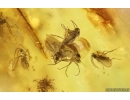 Plant and Dipterans. Fossil inclusions in Baltic amber stone #14749