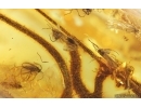 Plant and Dipterans. Fossil inclusions in Baltic amber stone #14749
