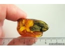 Nice Big 19mm Wood fragment. Fossil inclusion in Ukrainian Rovno amber #14750R