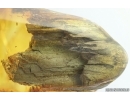 Nice Big 19mm Wood fragment. Fossil inclusion in Ukrainian Rovno amber #14750R