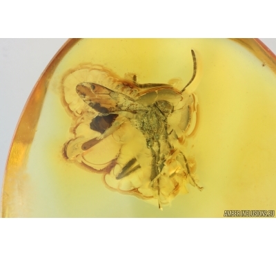 Ensign Wasp Evaniidae. Fossil insect in Ukrainian Rovno amber #14751R