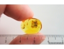 Ensign Wasp Evaniidae. Fossil insect in Ukrainian Rovno amber #14751R