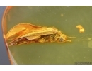Nice Caddisfly Trichoptera and Scuttle Fly Phoridae. Fossil insects Baltic amber #14752