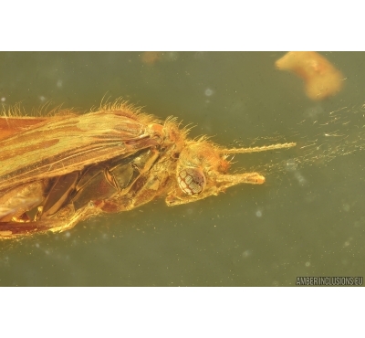 Nice Caddisfly Trichoptera and Scuttle Fly Phoridae. Fossil insects Baltic amber #14752