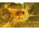 Nice Caddisfly Trichoptera and Scuttle Fly Phoridae. Fossil insects Baltic amber #14752
