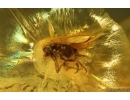 Nice Caddisfly Trichoptera and Scuttle Fly Phoridae. Fossil insects Baltic amber #14752