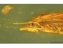 Nice Caddisfly Trichoptera and Scuttle Fly Phoridae. Fossil insects Baltic amber #14752