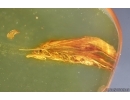 Nice Caddisfly Trichoptera and Scuttle Fly Phoridae. Fossil insects Baltic amber #14752