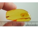 Nice Caddisfly Trichoptera and Scuttle Fly Phoridae. Fossil insects Baltic amber #14752