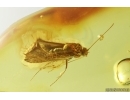Nice Caddisfly Trichoptera. Fossil insect Baltic amber #14753