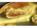 Nice Caddisfly Trichoptera. Fossil insect Baltic amber #14753