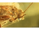 Nice Caddisfly Trichoptera. Fossil insect Baltic amber #14753