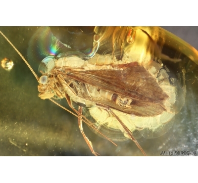 Nice Caddisfly Trichoptera. Fossil insect Baltic amber #14753