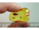 Nice Caddisfly Trichoptera. Fossil insect Baltic amber #14753
