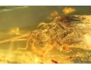 Nice Caddisfly Trichoptera. Fossil insect Baltic amber #14754