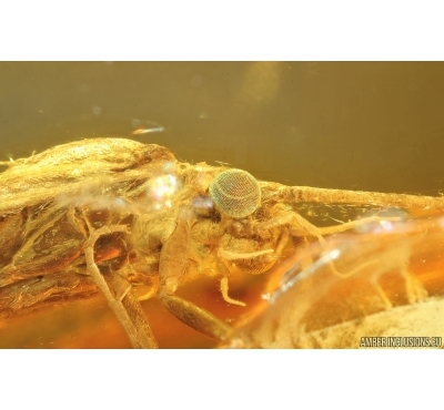 Nice Caddisfly Trichoptera. Fossil insect Baltic amber #14754