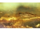 Nice Caddisfly Trichoptera. Fossil insect Baltic amber #14754