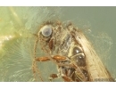 Nice Caddisfly Trichoptera. Fossil insect in Ukrainian Rovno amber #14755R