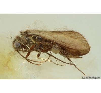 Nice Caddisfly Trichoptera. Fossil insect in Ukrainian Rovno amber #14755R