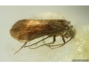 Nice Caddisfly Trichoptera. Fossil insect in Ukrainian Rovno amber #14755R