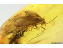 Nice Caddisfly Trichoptera and More. Fossil insects Baltic amber #14756