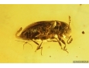 Probably Rare Fungus Beetle Endomychidae with Mites Acari and More. Fossil inclusions in Baltic amber #14773